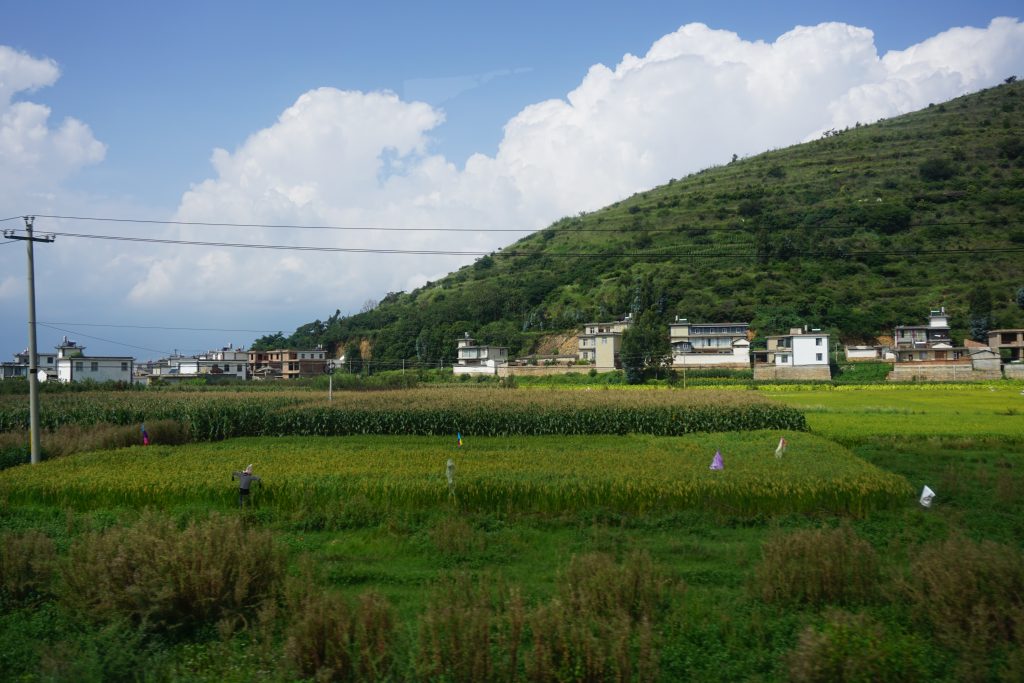 urban gardening and farming